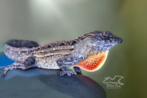 A male Cuban brown anole extends and retracts his colorful dewlap when excited or when trying to attract a mate.