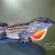 The Cuban Brown Anole Has Become Widespread in Florida