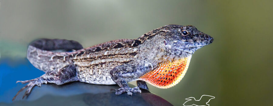 A male Cuban brown anole extends and retracts his colorful dewlap when excited or when trying to attract a mate.