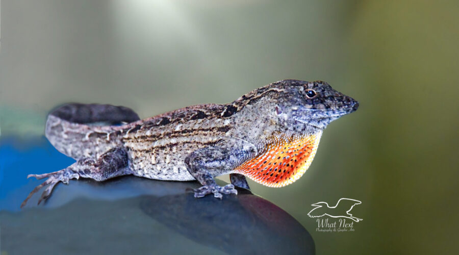 A male Cuban brown anole extends and retracts his colorful dewlap when excited or when trying to attract a mate.