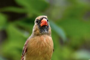 A female cardinal has red juice from eating pokeberries on the tip of her beak, making it look like she has been kissed by someone wearing lipstick.