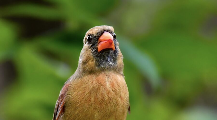 A female cardinal has red juice from eating pokeberries on the tip of her beak, making it look like she has been kissed by someone wearing lipstick.
