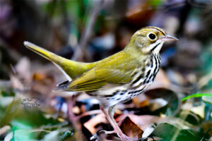 An ovenbird walks proudly through the under brush while in search of grubs.