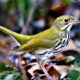 My Favorite Beautiful Winter Birds are Back