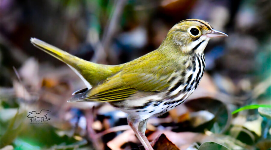 An ovenbird walks proudly through the under brush while in search of grubs.