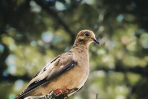 A mourning dove is quietly perched on a tree branch watching the surrounding area.