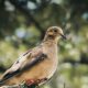 Beautiful Mourning Doves Really are Very Peaceful Birds