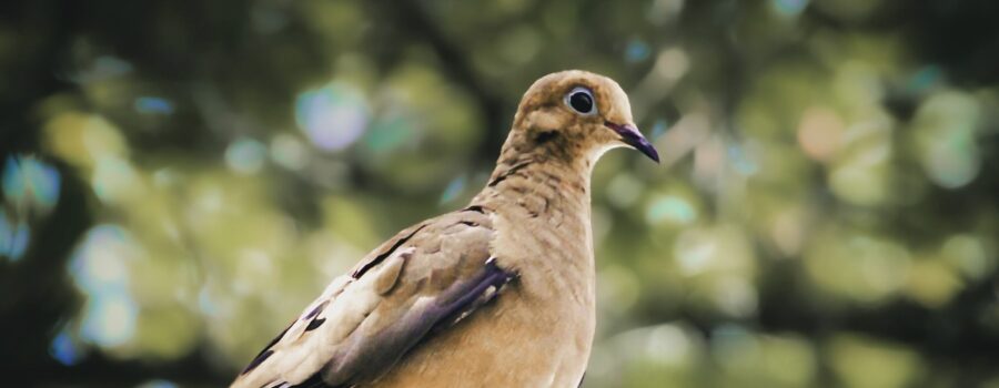 A mourning dove is quietly perched on a tree branch watching the surrounding area.