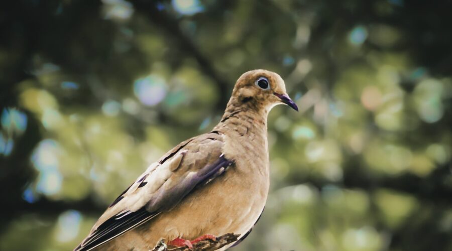 A mourning dove is quietly perched on a tree branch watching the surrounding area.