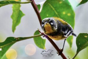 A pretty little northern parula, perched in a poke berry bush, peers out from between the leaves.