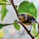 Northern Parulas are Beautiful, Curious Little Birds