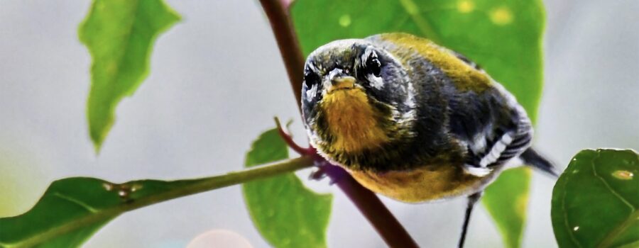 A pretty little northern parula, perched in a poke berry bush, peers out from between the leaves.
