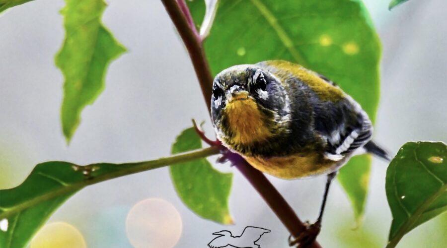 A pretty little northern parula, perched in a poke berry bush, peers out from between the leaves.