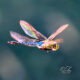 The Eastern Pondhawk is an Especially Colorful Dragonfly