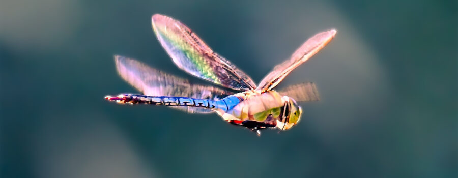 A male eastern pondhawk dragonfly patrols above the water in the evening sun.