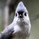 The Tufted Titmouse is Adorable, Even in Full Alert Mode
