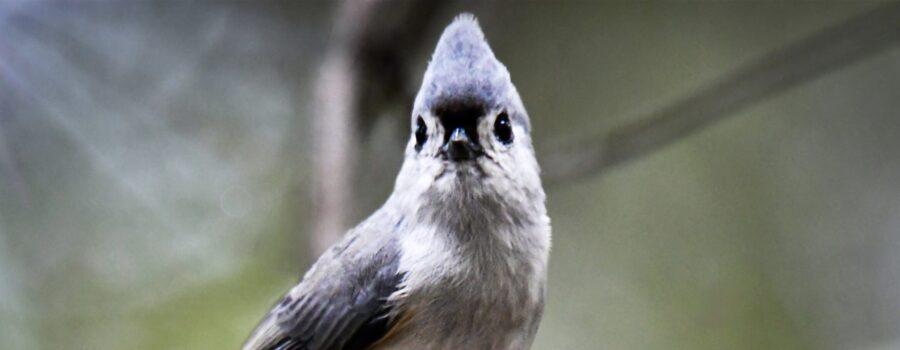 A tufted titmouse listens intently and raises its crest in response to a noise in the woods.