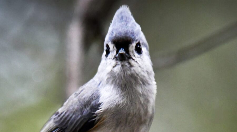 A tufted titmouse listens intently and raises its crest in response to a noise in the woods.