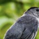 Grey Catbirds are Back, and Just in Time to Eat Lots of Beautyberries