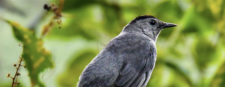 Grey Catbirds are Back, and Just in Time to Eat Lots of Beautyberries