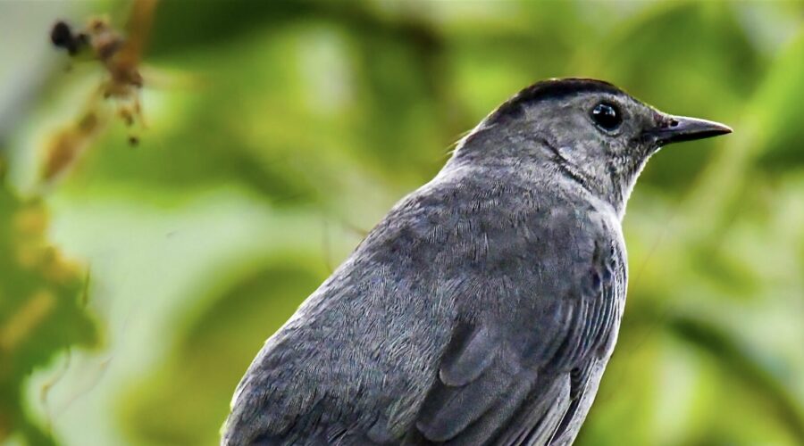 Grey Catbirds are Back, and Just in Time to Eat Lots of Beautyberries