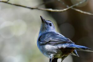 A grey catbird perches somewhat precariously on a snag and looks over its shoulder.