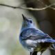 Beautiful Grey Catbirds Have Returned to Florida