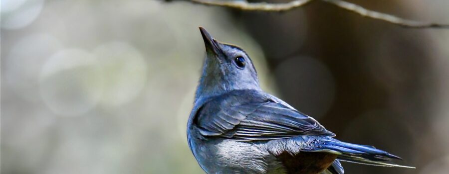 A grey catbird perches somewhat precariously on a snag and looks over its shoulder.