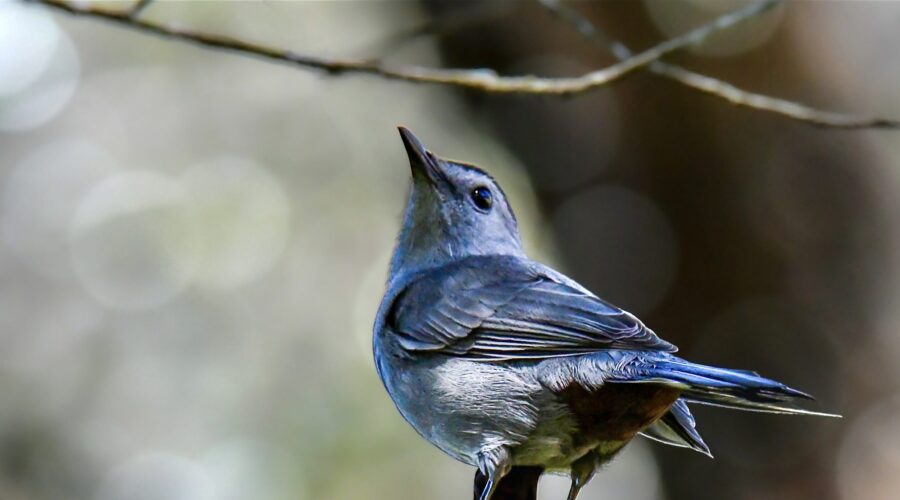 A grey catbird perches somewhat precariously on a snag and looks over its shoulder.