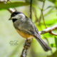 Adorable Little Carolina Chickadees are Out in Force