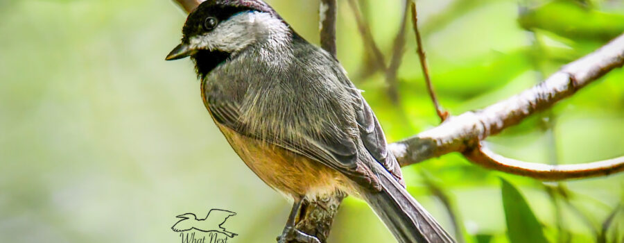 A Carolina chickadee perches momentarily on a tree branch in the green woods.