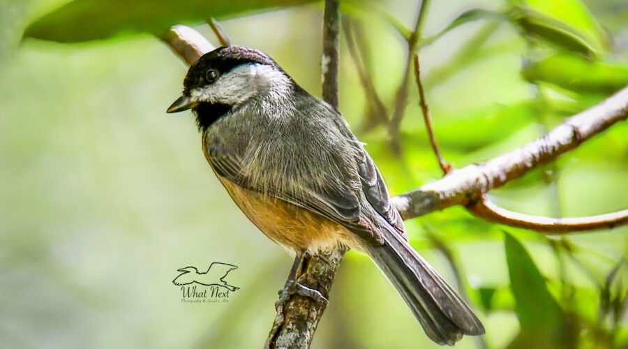 A Carolina chickadee perches momentarily on a tree branch in the green woods.