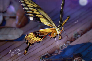 A giant swallowtail butterfly flutters across a leaf strewn porch.