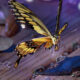 Fall in Florida Means Beautiful Butterflies