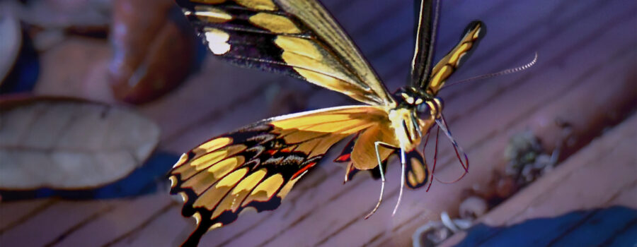 A giant swallowtail butterfly flutters across a leaf strewn porch.