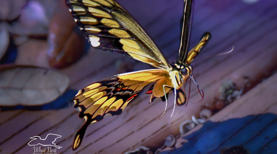 A giant swallowtail butterfly flutters across a leaf strewn porch.
