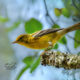 Colorful Pine Warblers are Residents, but More Often Seen in Fall