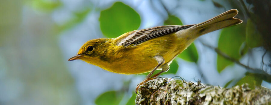 A colorful pine warbler gets ready to fly off of a snag in the autumn woods.