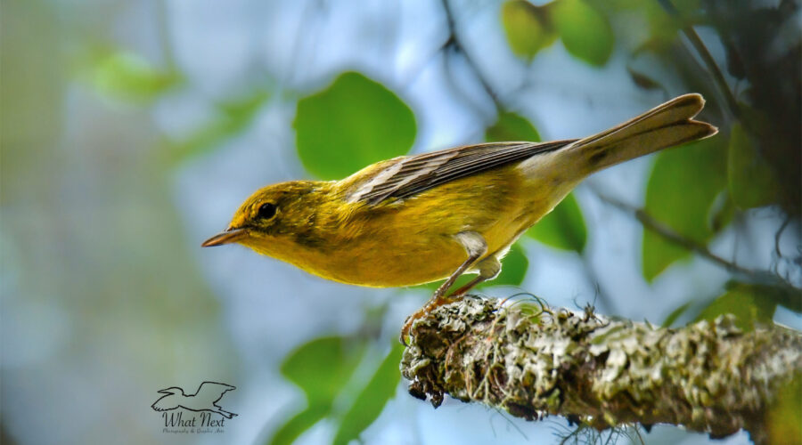 A colorful pine warbler gets ready to fly off of a snag in the autumn woods.