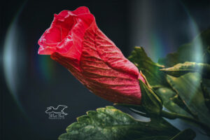 A barely open pink hibiscus flower is artistically surrounded by a clear bubble.