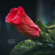 Hibiscus Flowers are Beautiful in Every Stage