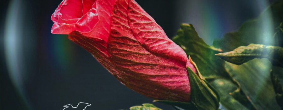A barely open pink hibiscus flower is artistically surrounded by a clear bubble.
