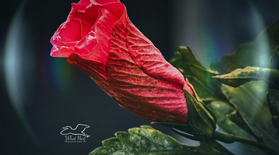 A barely open pink hibiscus flower is artistically surrounded by a clear bubble.