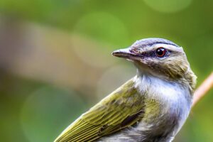A handsome red eyed vireo loos over his shoulder giving the opportunity to see his bright red eye.