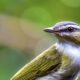 Beautiful Red Eyed Vireos are Getting Ready to Head South