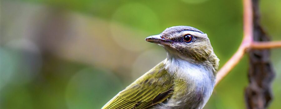 A handsome red eyed vireo loos over his shoulder giving the opportunity to see his bright red eye.
