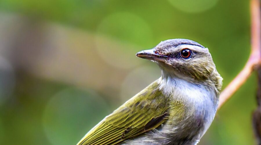 A handsome red eyed vireo loos over his shoulder giving the opportunity to see his bright red eye.
