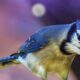 Colorful Blue Jays are Adorable as They Hop From Place to Place