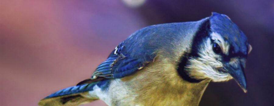 A blue jay hops along a branch as it moves from place to place.