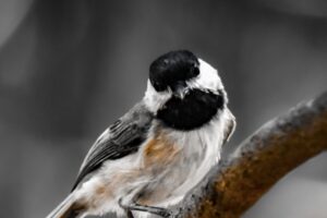 A Carolina chickadee looks around the woods with curiosity.